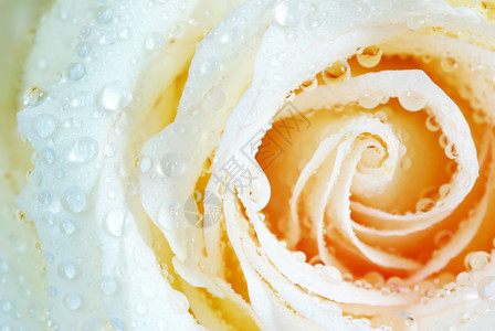 白玫瑰花花瓣水分宏观飞沫玫瑰环境液体生长叶子背景图片