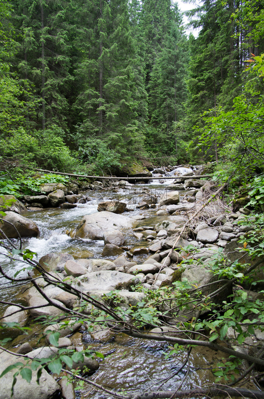 森林季节溪流旅行公园植物木头流动环境风景瀑布图片