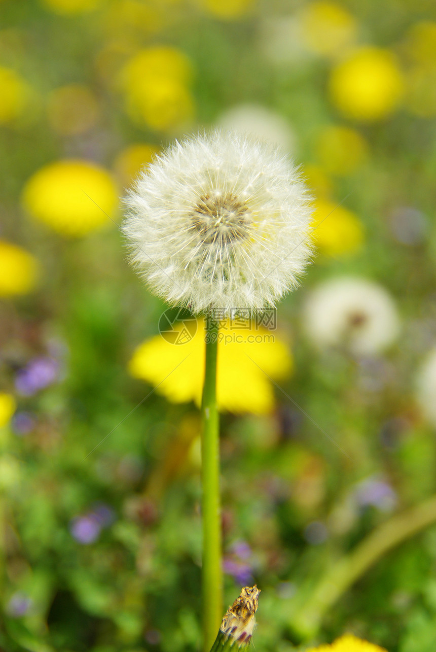 花层明信片天空愿望花园蓝色过敏概念绿色图片