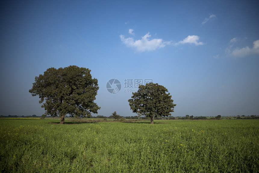 绿田芒果树场地草地季节植物群艺术多云太阳环境全景蓝色图片