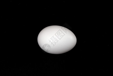 蛋食物白色蛋壳母鸡背景图片