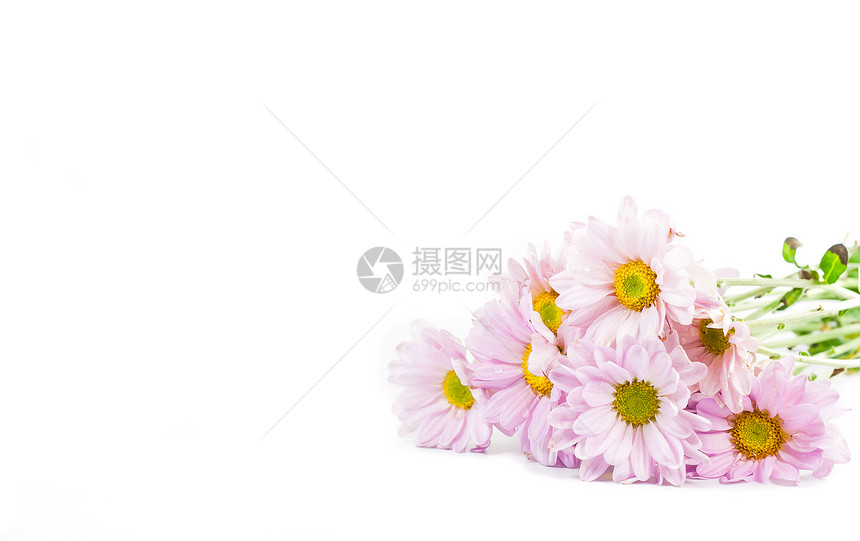 蓝色菊花在白色背景上分离开来礼物花束花园植被花瓣叶子园艺植物季节生日图片