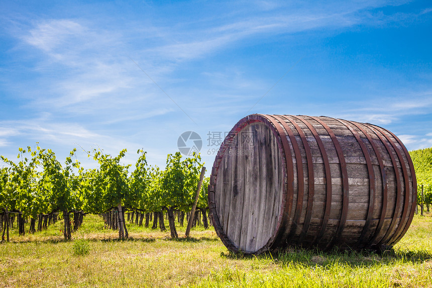 托斯卡纳葡萄园丘陵水果农村场地传统农田天空酒厂葡萄园风景图片