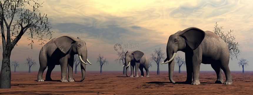 稀树草原的大象橙子环境沙漠野生动物风景动物家庭旅行生态荒野图片