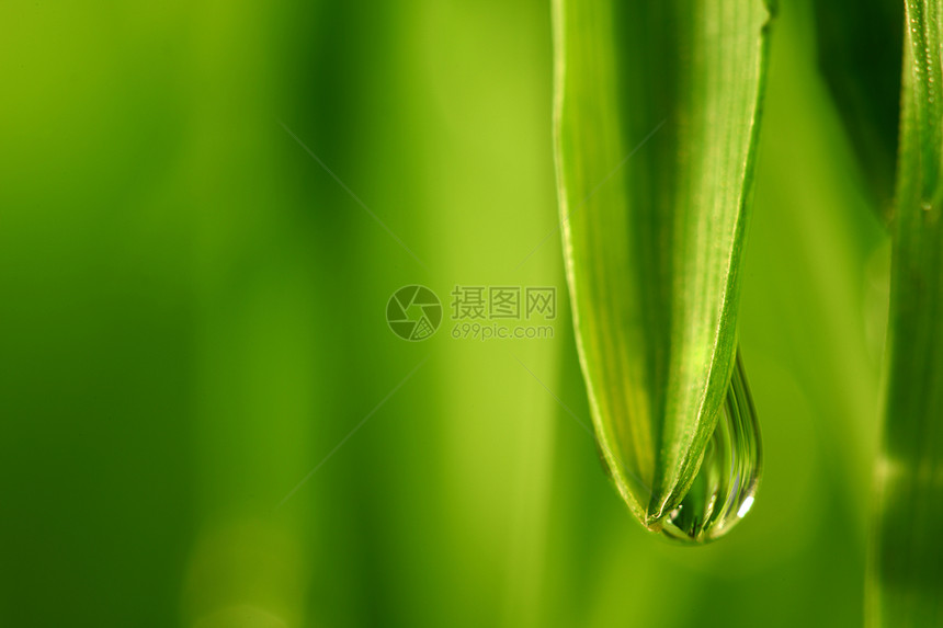 大水滴生长气候叶子反射液体雨滴环境草地阳光树叶图片