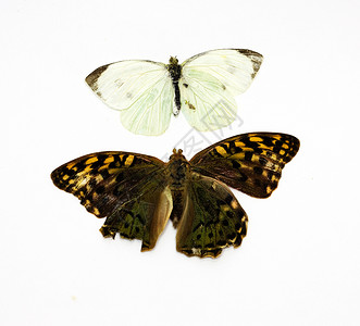 蓝白两只蝴蝶两只美丽的热带蝴蝶用白色隔热成白棕褐色自由天蓝色翅膀生物蓝米植物农村小路昆虫背景