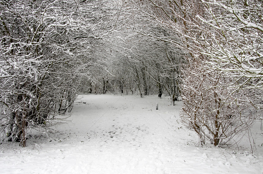 下雪时的森林冻结季节性冬景寒冷磨砂雪景季节白色图片