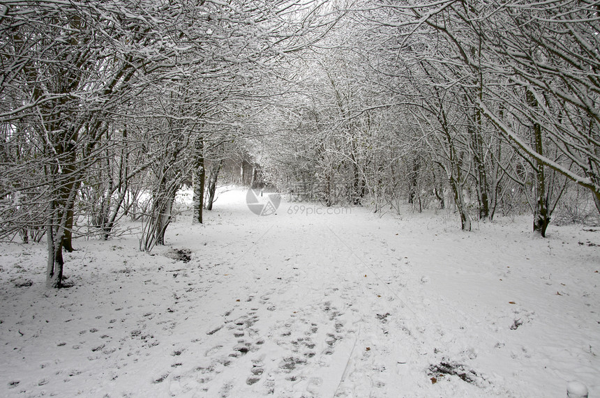 下雪时的森林白色磨砂雪景季节寒冷冬景冻结季节性图片