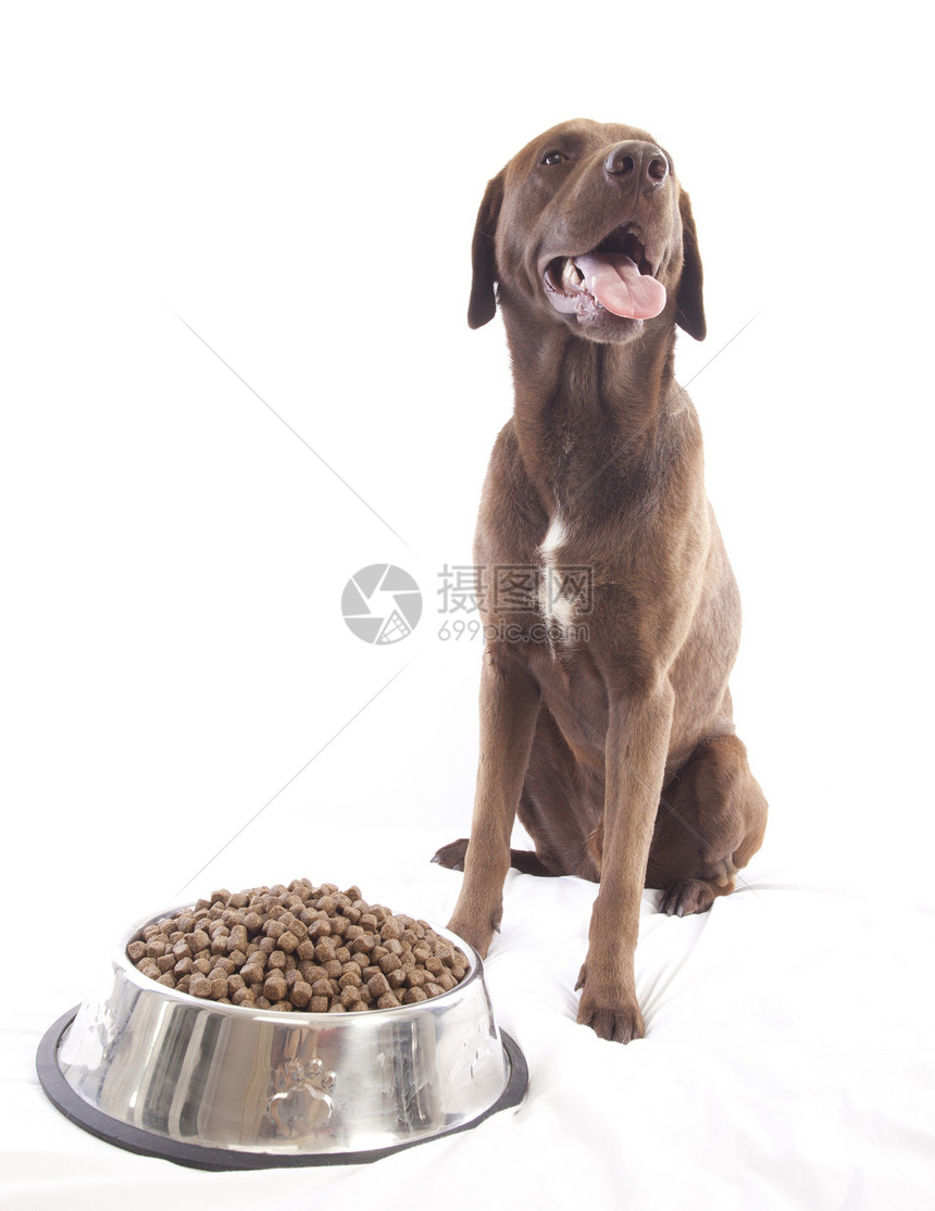 拉布拉多检索器小狗耳朵棕色食肉鼻子宠物身体涂层哺乳动物犬类图片