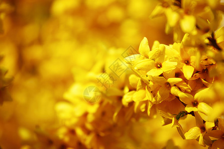 黄黄色花朵雄蕊花粉植物学荆棘植物群树叶美丽晴天园艺灌木金的高清图片素材
