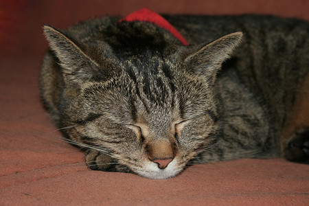 喵星人睡眼颜睡猫的肖像家猫哺乳动物捕食者老虎爪子灰色眼睛动物围巾鲭鱼背景