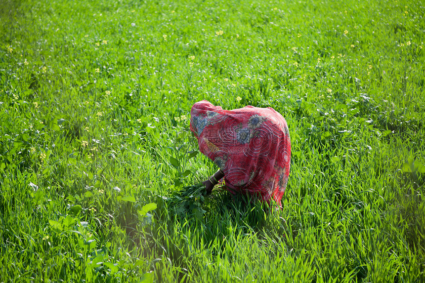 印第安妇女在农田工作图片