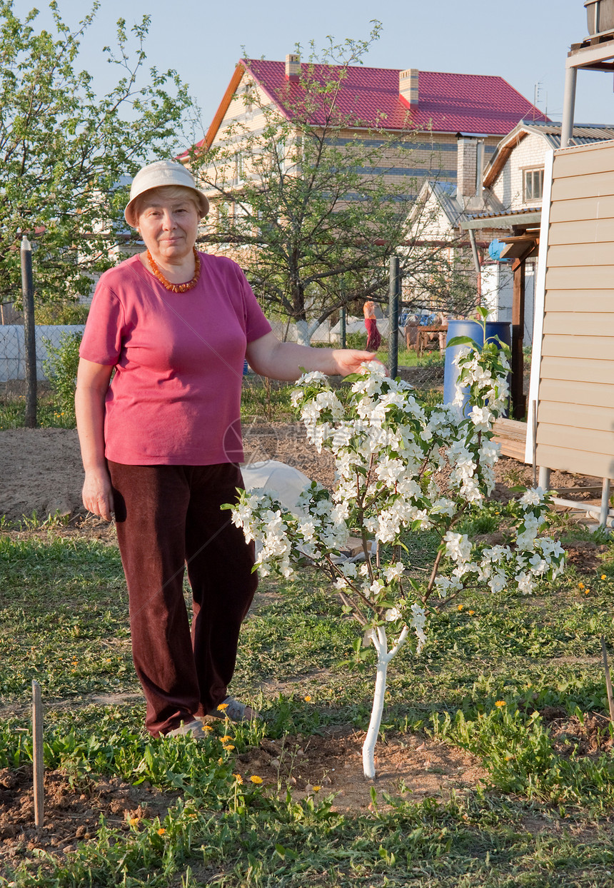 奇异苹果树的鲜花老年白色花园女士园丁矮人种植水果园艺快乐图片