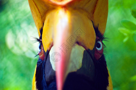 角标头账单动物航班羽毛荒野犀鸟翅膀热带眼睛黑色背景图片