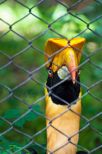 角标头威胁热带航班野生动物荒野眼睛犀鸟羽毛翅膀黑色背景图片