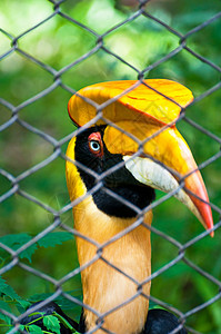角标头热带威胁犀鸟黑色羽毛荒野动物眼睛野生动物账单背景图片