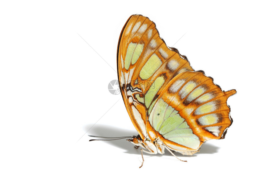 西蛋白沙丁烯背光昆虫热带孔雀石家庭花园航班优美剪裁翅膀图片