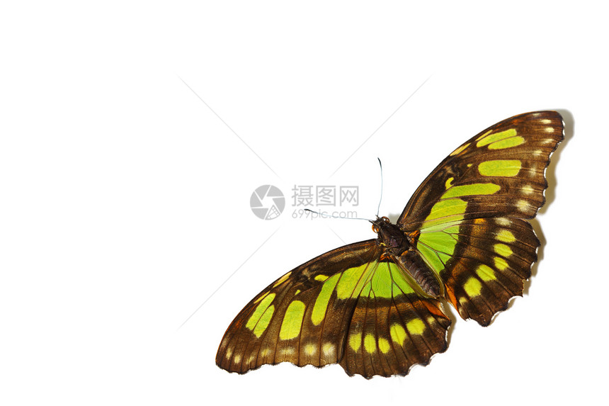 西蛋白沙丁烯翅膀昆虫剪裁航班热带优美叶子背光孔雀石花园图片