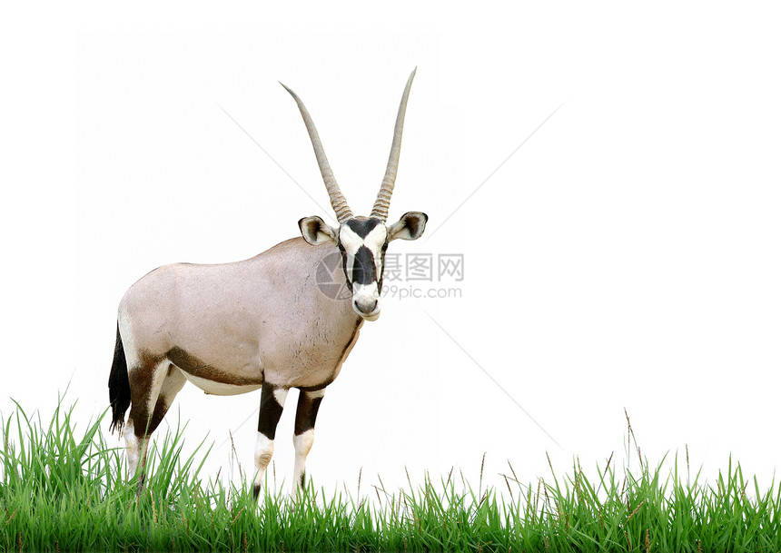 隔离绿草的食草瞪羚羚羊荒野栖息地野生动物沙漠场地绿色哺乳动物图片