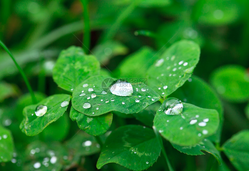 在绿叶上投下绿色叶子反射植物雨滴环境露珠草本植物天气植物群图片