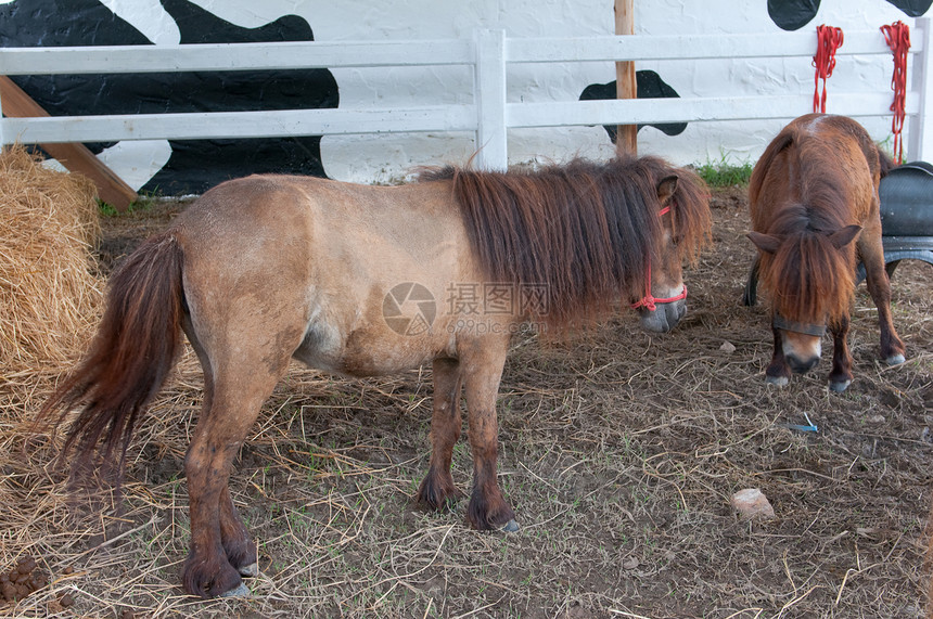 矮马动物国家家畜小马哺乳动物农场马属牧场宠物头发图片