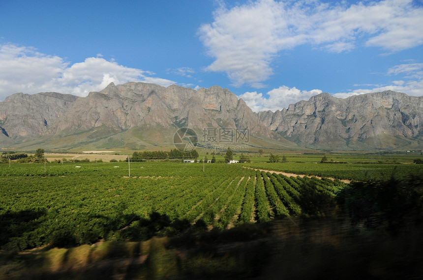 南非的葡萄园收成场地地区叶子天空建筑学食物生长农场酒厂图片