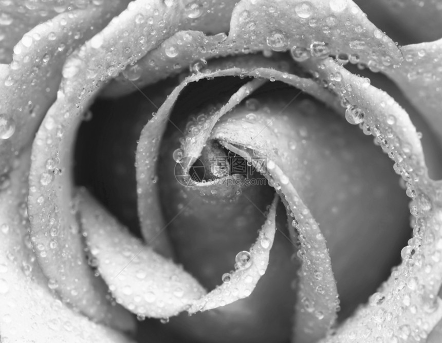 玫瑰生长环境飞沫花瓣宏观植物叶子液体水分图片