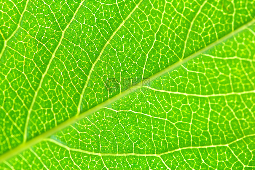叶叶结构生长生活环境植物群生态戏剧性线条绿色光合作用脉络图片