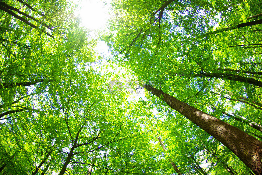森林绿色植物生态阳光床单天堂图片