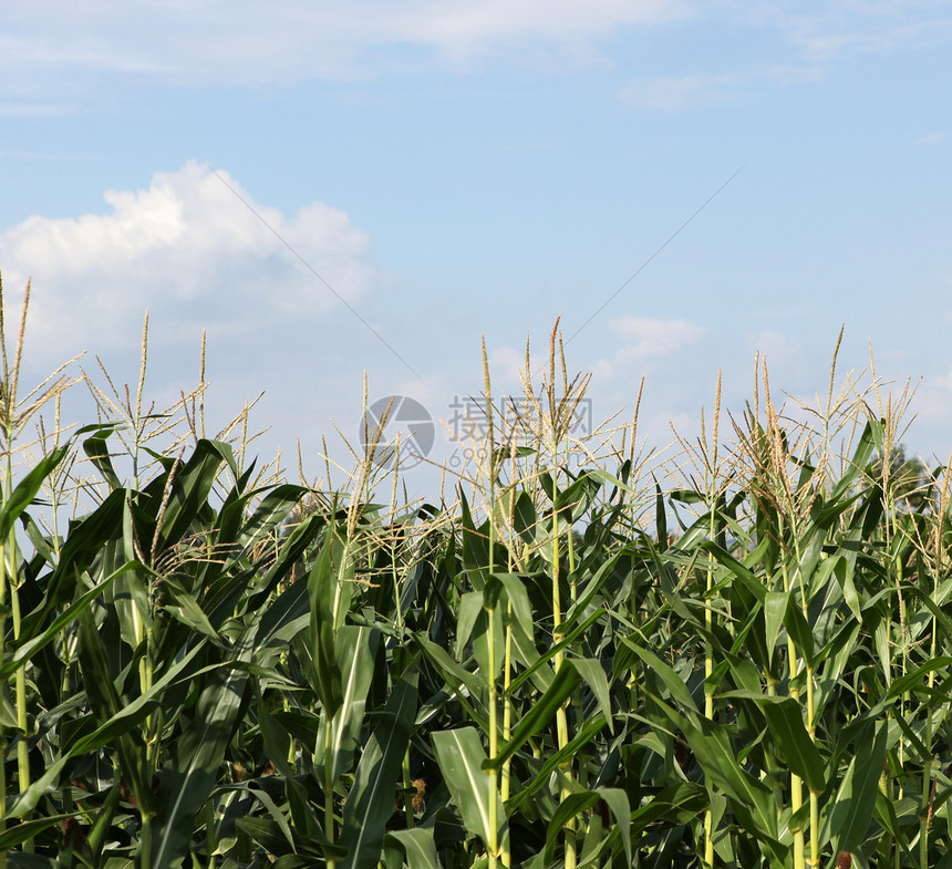 绿玉米田糖浆沙拉种子小麦场地玉米油条价格商业营养图片