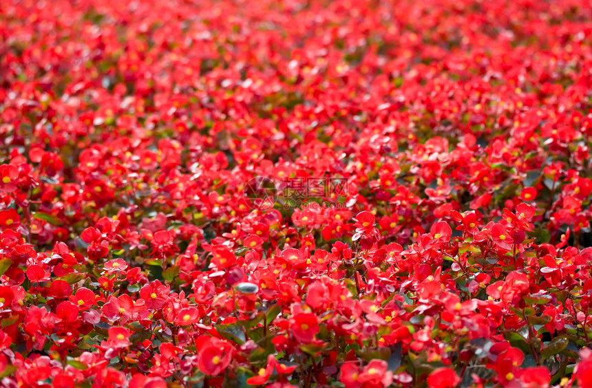 红花花正方形花园红色花朵院子花坛玫瑰公园粉色花瓣图片
