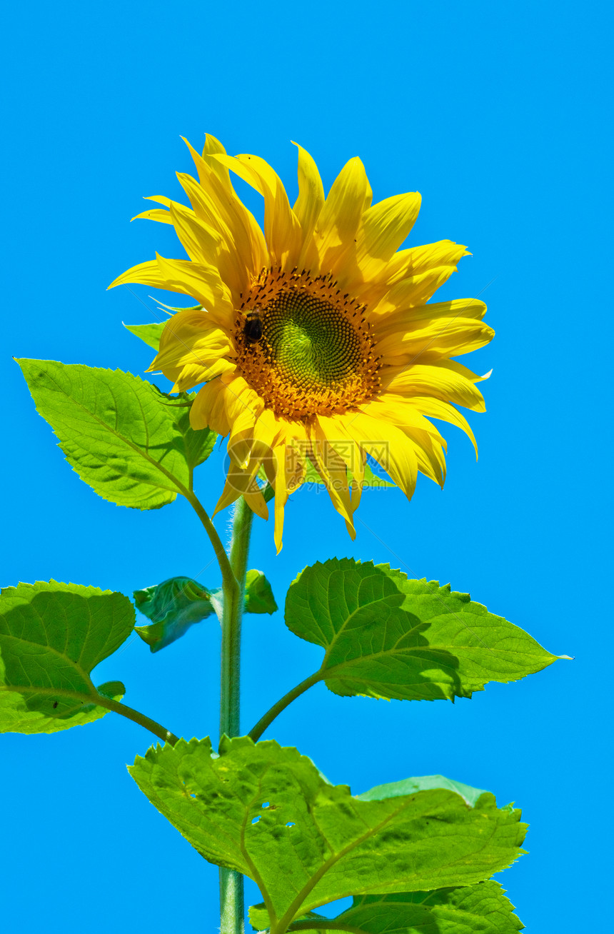向日葵花花叶子绿色植物蓝色太阳阳光生长花瓣黄色天空图片