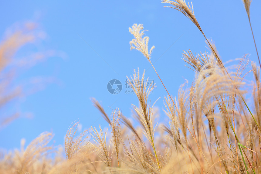 秋天的草叶美丽植物群场地季节孤独蓝色草地国家树叶生长图片