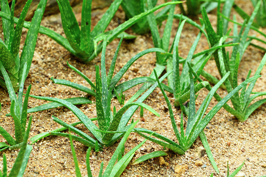 Aloe vera 字段沙漠芦荟肉质种植园农场治疗植物药品皮肤卫生图片