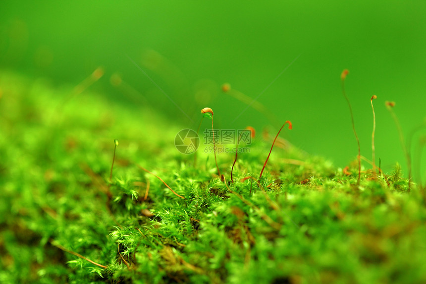 单位数树干生态荒野植物苔藓环境绿色岩石宏观生活图片