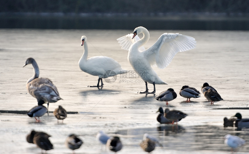 冷冻湖上的静音天鹅和鸭子图片