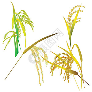 缅甸旅欧大米稻田和白上孤立的叶子经济收成粮食培育植物谷物种植园栽培农场宏观插画