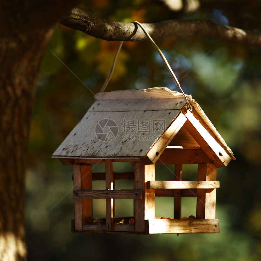 秋林中的鸟屋森林盒子桌子植物天空树叶生态花园帮助房子图片