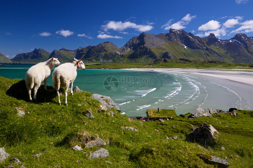 洛福顿的羊群农场动物山脉大豆风景全景海滩峡湾场地山峰图片