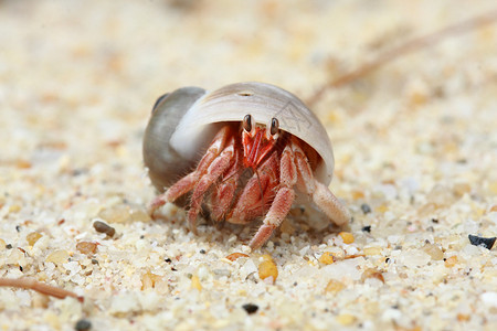 螃蟹与贝壳寄居蟹 帕古里人鹅卵石风景贝壳宏观水平海滩庇护所阳光砾石房子背景