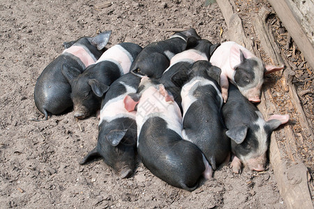 哈咪猫猪你快乐猪头眼睛农场家庭家畜荒野毛皮团体睡眠哺乳动物猪肉背景