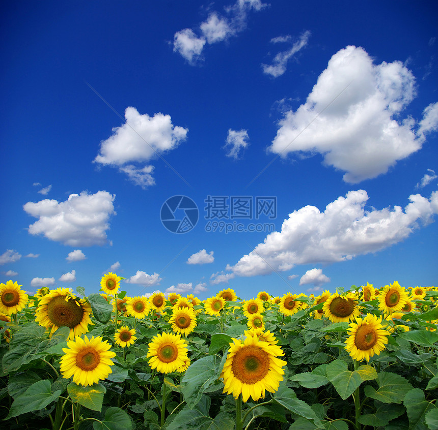 向向向外字段种植园晴天活力黄色场地天空农场场景向日葵植物图片
