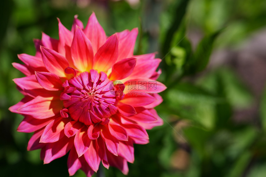 粉红 Dahlia美丽粉色季节植物花朵宏观绿色叶子花瓣花束图片