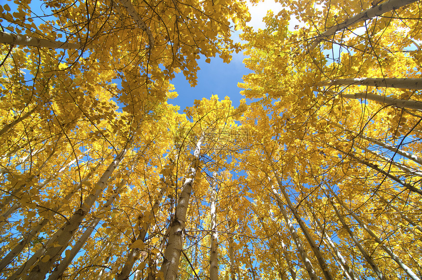 Fall Aspen 树向上视图图片