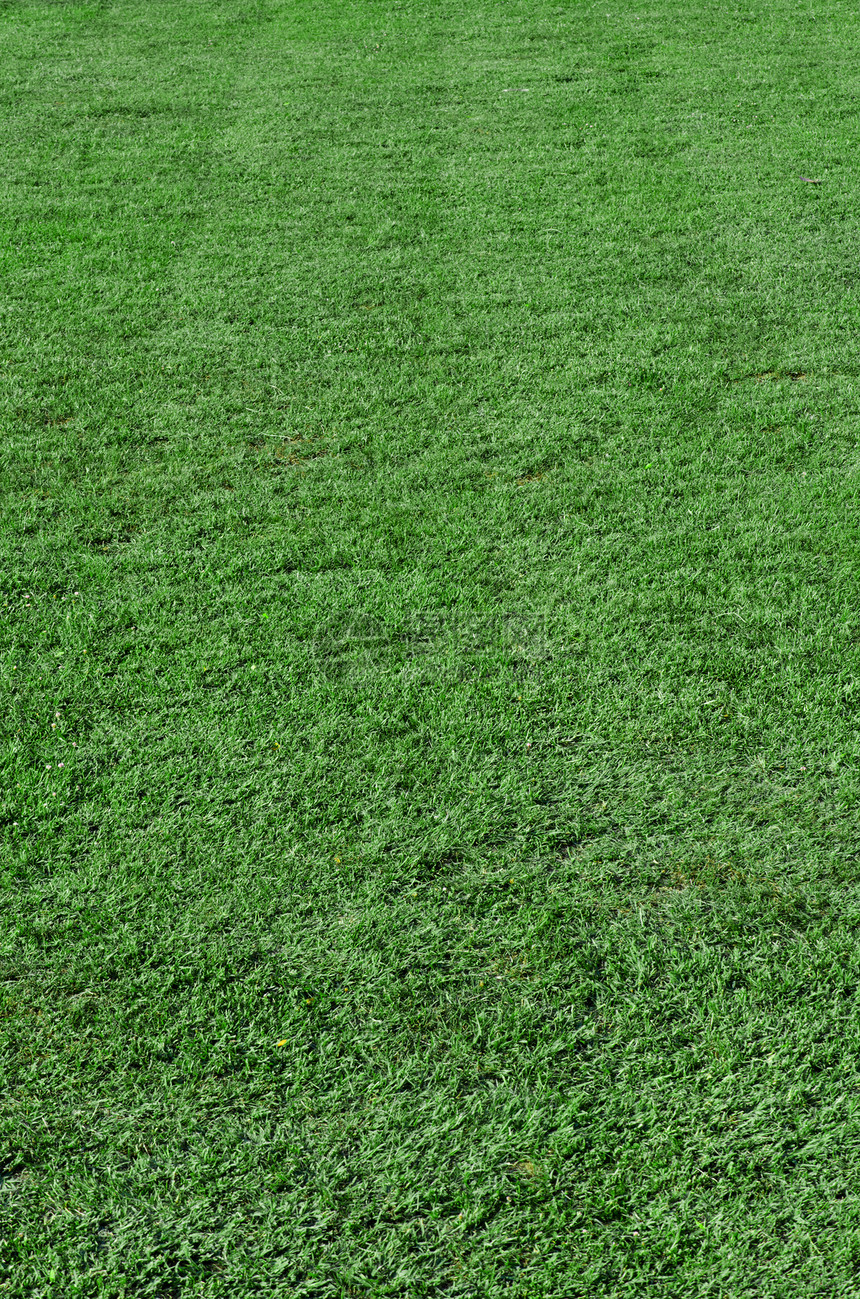 美丽的绿绿草高尔夫球绿色场地网球花园环境线条草本植物曲目足球图片