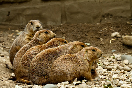 连续坐在一排的土拨鼠动物荒野家庭哺乳动物犬类毛皮动物园团体背景图片
