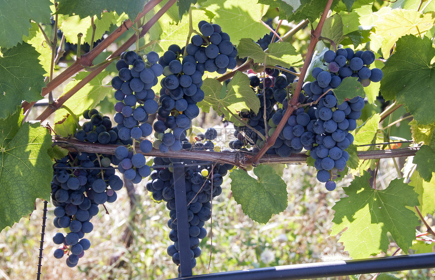 蓝葡萄生产蓝色生长植物太阳收成紫色藤蔓酒厂农场图片