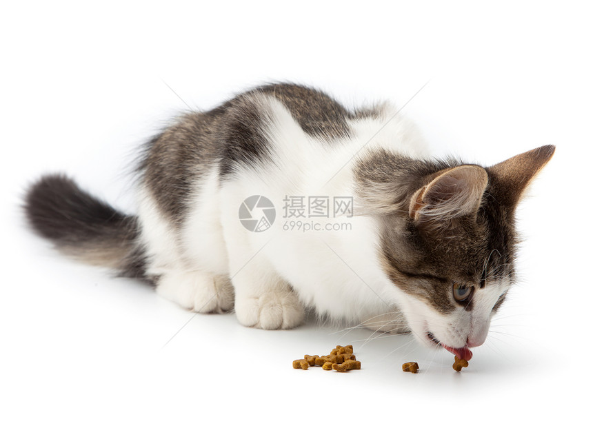 小猫吃干猫食图片