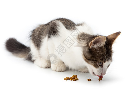 小猫吃干猫食食物高清图片素材