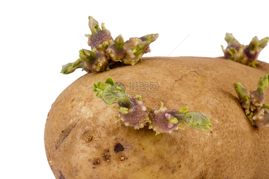 土豆酱农业白色食物宏观腐烂植物绿色棕色蔬菜植物学图片